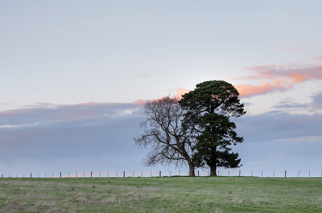 Open green countryside in regional Victoria